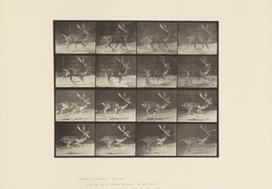 Piastra 682. Daino; maschio; A, al trotto; B, al galoppo da Eadweard Muybridge