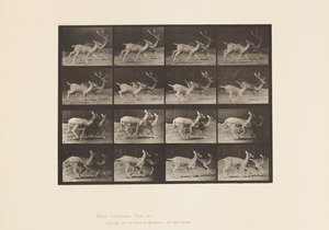 Piastra 684. Daino; A, maschio e femmina; B, due femmine; al trotto da Eadweard Muybridge