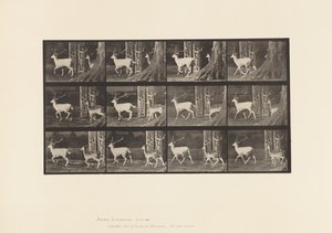Piastra 685. Daino; maschio e femmina; al trotto da Eadweard Muybridge