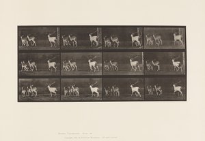 Tavola 687. Daino; Cervo e Gruppo di Daini; Galoppo da Eadweard Muybridge