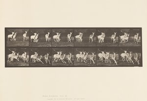 Tavola 688. Daino; Cervo e Gruppo di Cerbiatte; Galoppando da Eadweard Muybridge