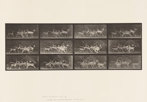 Tavola 690. Daino; Cervo e Gruppo di Daini; Vari Movimenti da Eadweard Muybridge