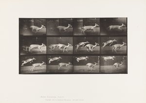 Tavola 691. Daino; Cerva; Galoppo; e Cerbiatto; Salto da Eadweard Muybridge