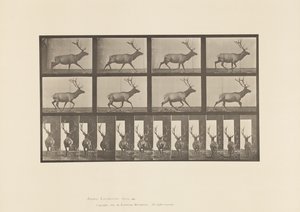 Tavola 694. Alce; Galoppo da Eadweard Muybridge
