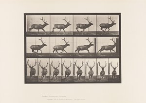 Tavola 695. Alce, Galoppare da Eadweard Muybridge