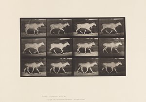 Tavola 696. Eland; Trotto da Eadweard Muybridge