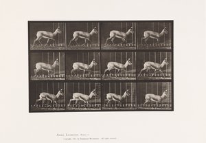 Tavola 697. Antilope; Trotto