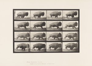Piastra 700. Bufalo; al galoppo da Eadweard Muybridge