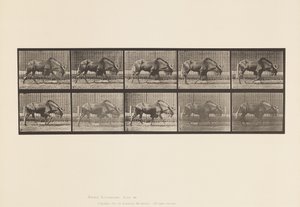 Tavola 701. Gnu; Camminare
