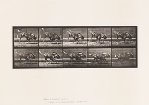 Tavola 702. Gnu; Saltando e Galoppando da Eadweard Muybridge