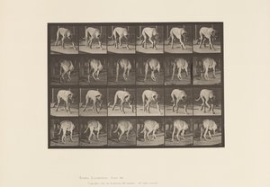 Tavola 704. Cane; Camminata; Mastino da Eadweard Muybridge