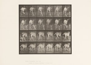 Piastra 705. Cane; Trotto; Mastino da Eadweard Muybridge