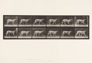 Tavola 706. Cane; Trotto; Mastino da Eadweard Muybridge