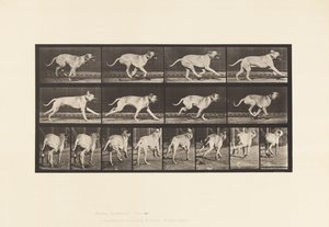 Piastra 707. Cane; Galoppante; Mastino da Eadweard Muybridge