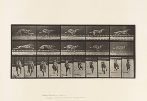 Tavola 708. Cane; Galoppo; Levriero Marrone da Corsa da Eadweard Muybridge
