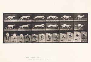 Piastra 709. Cane; al galoppo; levriero bianco Maggie da Eadweard Muybridge