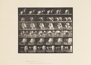Tavola 713. Cane; Girando Intorno, ecc; Setter Kate da Eadweard Muybridge