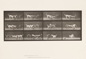 Tavola 715. Cani; Tre, Tirando un Asciugamano, Ike, Maggie, ecc. da Eadweard Muybridge