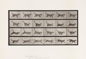 Tavola 716. Gatto; Camminare, Cambiare a Galoppare
