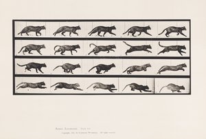 Tavola 717. Gatto; Trotto; Cambio a Galoppo da Eadweard Muybridge