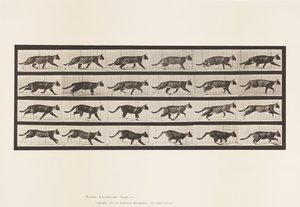 Tavola 718. Gatto; Trotto; Passaggio al Galoppo da Eadweard Muybridge