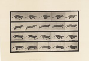Tavola 719. Gatto; Galoppando da Eadweard Muybridge