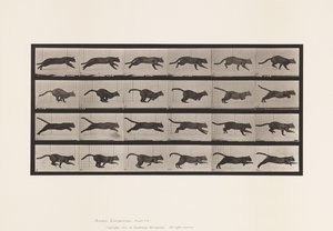 Tavola 720. Gatto; Galoppo da Eadweard Muybridge
