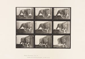 Tavola 721. Leone; Camminare