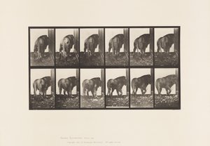 Tavola 724. Leone; Camminata, Girandosi da Eadweard Muybridge