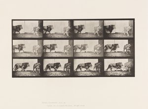 Tavola 726. Leone e Leonessa; Camminando da Eadweard Muybridge