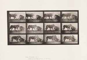 Tavola 727. Leonessa; Camminando; Leone; Sdraiato da Eadweard Muybridge