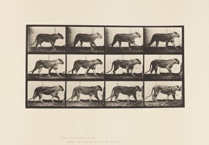 Piastra 728. Leonessa; camminando; leone; sdraiato da Eadweard Muybridge