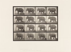 Tavola 732. Elefante; Camminata