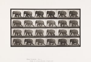 Piastra 733. Elefante; camminando da Eadweard Muybridge