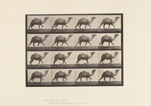 Tavola 736. Cammello egiziano; Andatura laterale da Eadweard Muybridge