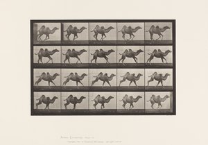 Piastra 740. Cammello bactriano; (giovane), al galoppo