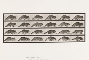 Tavola 744. Procione; Camminata; cambio a galoppo da Eadweard Muybridge