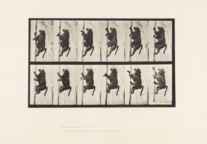Tavola 749. Babbuino; Arrampicarsi su un palo da Eadweard Muybridge