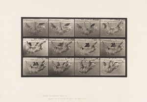 Tavola 750. Bradipo; Camminata, sospeso su un palo orizzontale da Eadweard Muybridge