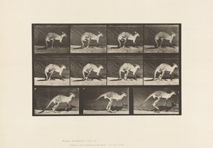 Tavola 751. Canguro; Camminare a Quattro Zampe; Passaggio al Salto da Eadweard Muybridge