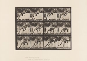 Piatto 753. Canguro; Salto da Eadweard Muybridge