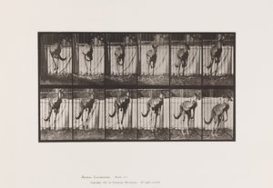 Tavola 754. Canguro; Salto da Eadweard Muybridge