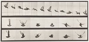 Tavola 755. Piccione; Volante da Eadweard Muybridge