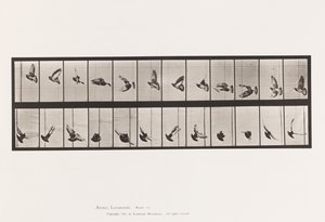 Tavola 756. Piccione; Volo