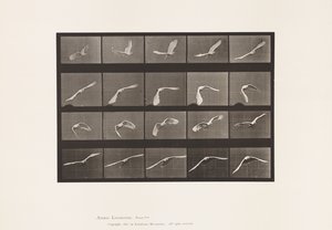 Tavola 760. Cacatua; Volando
