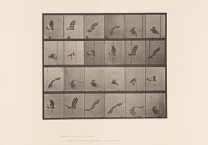 Tavola 763. Falco dalla Coda Rossa; Volo