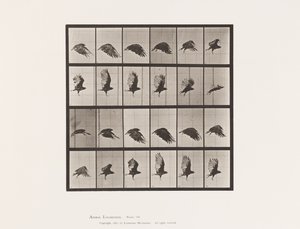 Tavola 765. Avvoltoio; Volando
