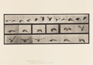 Tavola 768. Avvoltoio; Volo