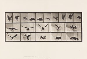 Tavola 769. Aquila Americana; Volando