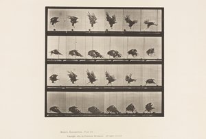 Tavola 770. Aquila americana; Volo vicino al suolo